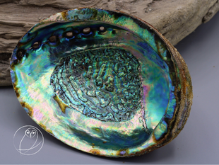 Die Abalone-Muschel